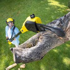 Best Seasonal Cleanup (Spring/Fall)  in New Hope, PA